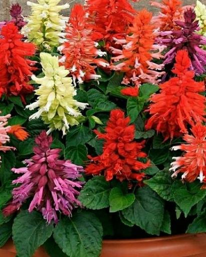 عکس گلخانه طبیعت