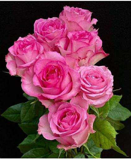 عکس گلخانه طبیعت