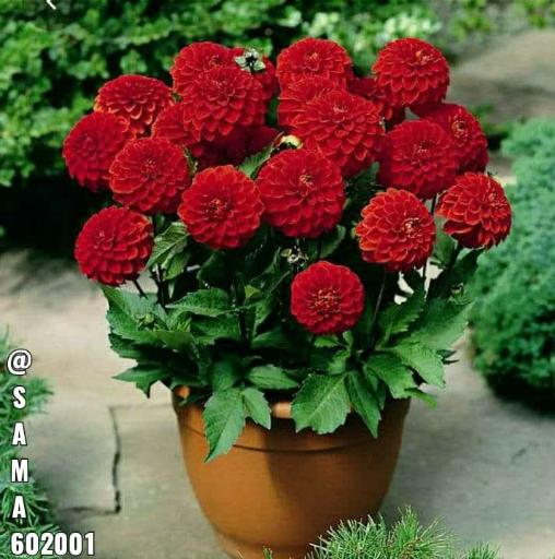 عکس گلخانه طبیعت