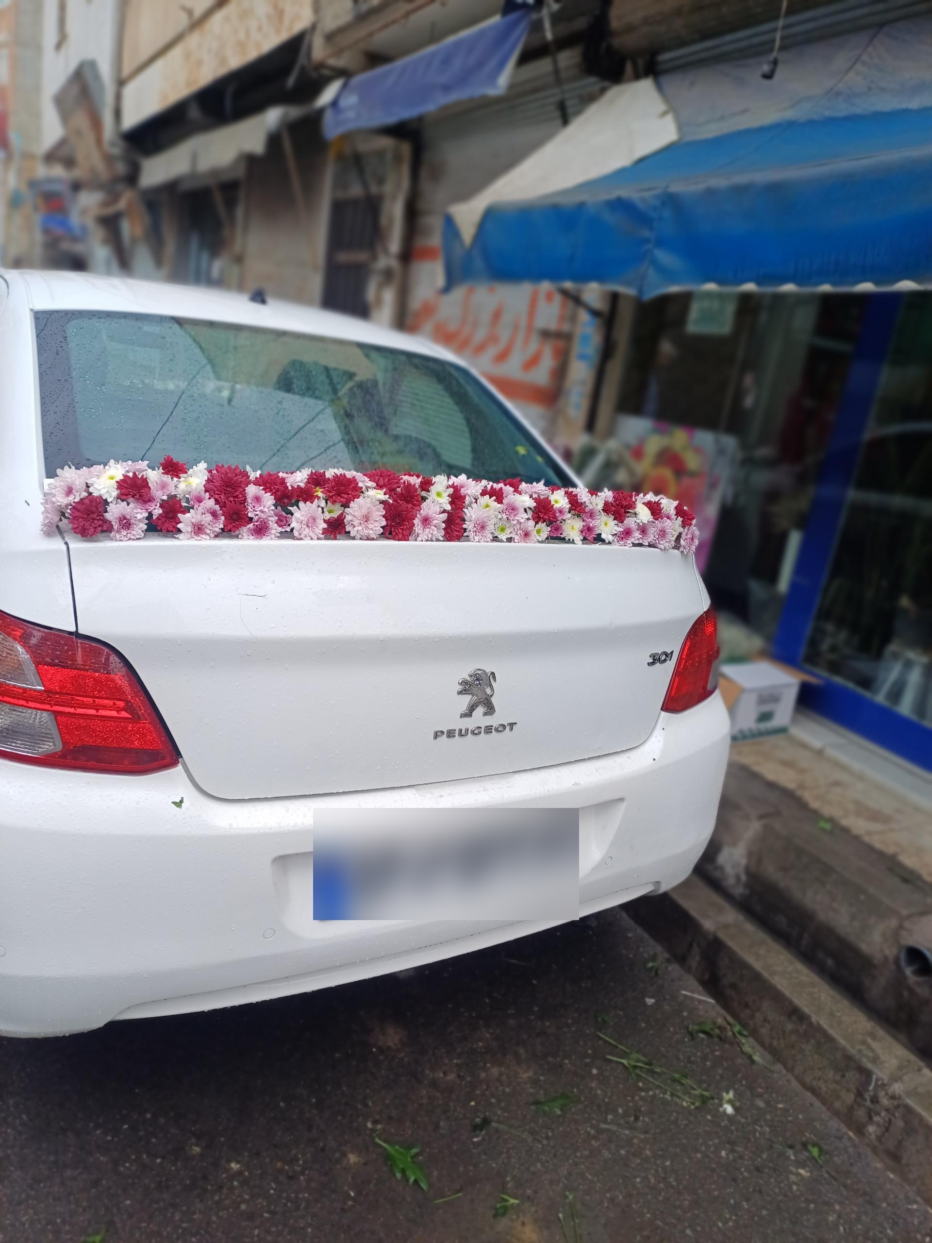 عکس گل فروشی کاکتوس