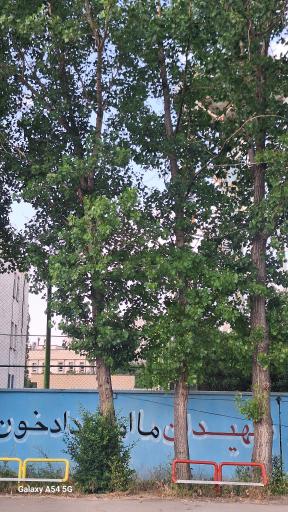 عکس دبیرستان دخترانه شاهد شهید محبی