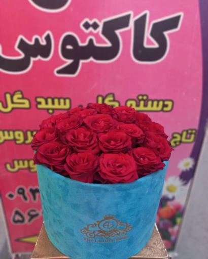 عکس گل فروشی کاکتوس