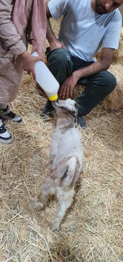 عکس مزرعه بازی میشا