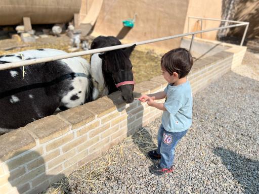 عکس مزرعه بازی میشا