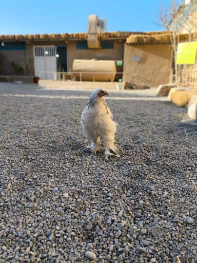 عکس مزرعه بازی میشا