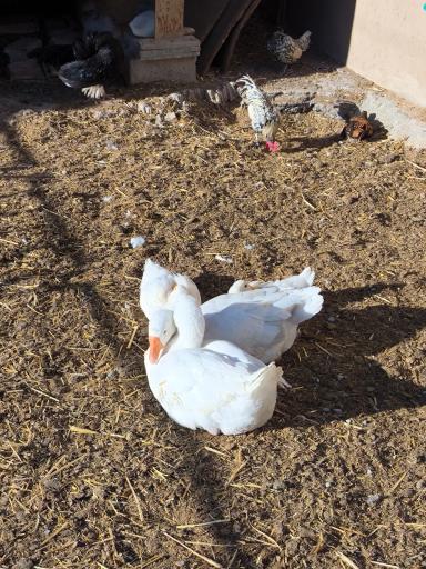 عکس مزرعه بازی میشا