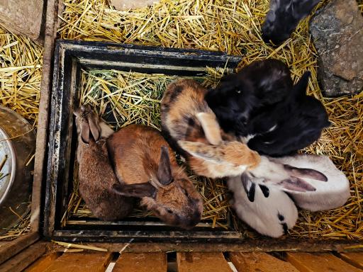 عکس مزرعه بازی میشا