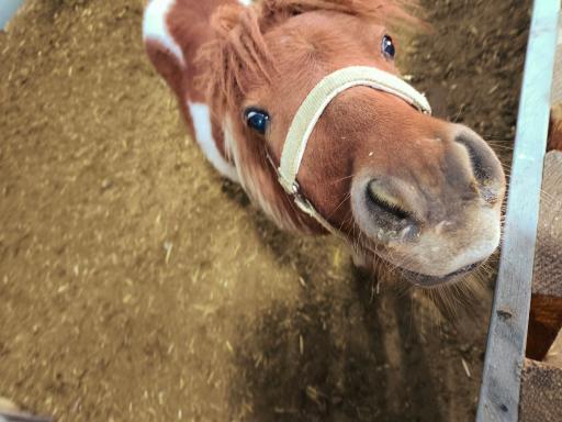 مزرعه بازی میشا