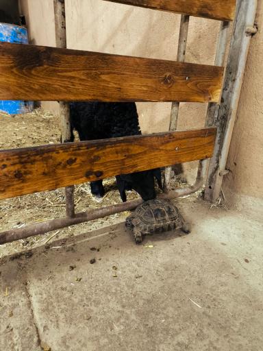 عکس مزرعه بازی میشا