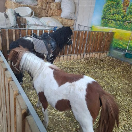 عکس مزرعه بازی میشا