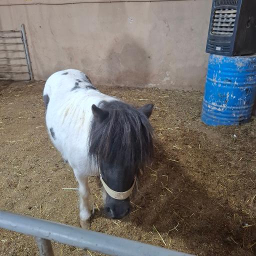 عکس مزرعه بازی میشا