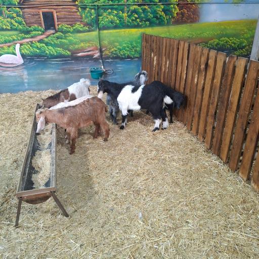 عکس مزرعه بازی میشا