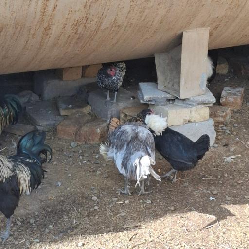 عکس مزرعه بازی میشا