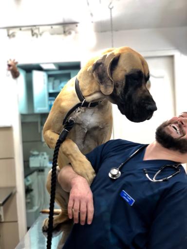 عکس پلی کلینیک دامپزشکی پارسا