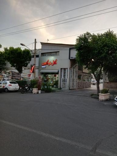 عکس گل نرگس