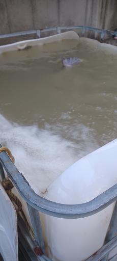 عکس پرورش ماهی فرهادی