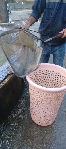 عکس پرورش ماهی فرهادی