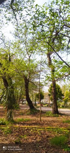 عکس پارک جنگلی کیاشهر