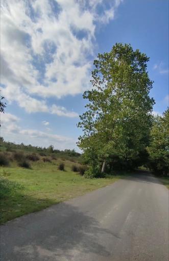 عکس پارک جنگلی کیاشهر