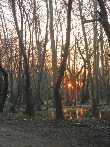 عکس پارک جنگلی کیاشهر