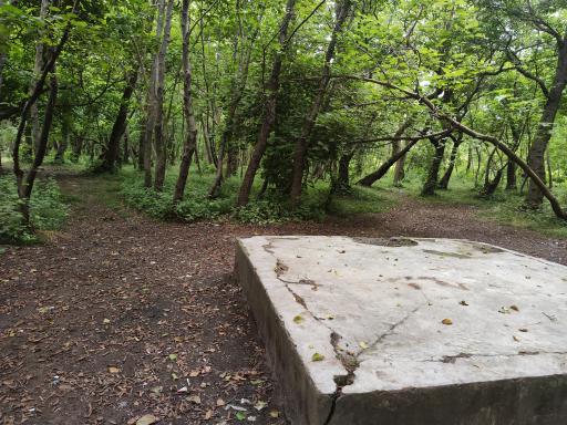 عکس پارک جنگلی کیاشهر