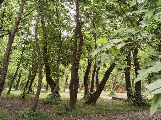 عکس پارک جنگلی کیاشهر