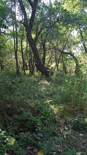 عکس پارک جنگلی کیاشهر