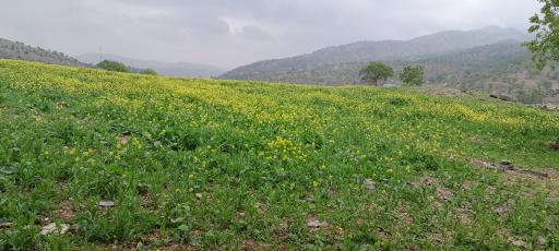 عکس صالح آباد