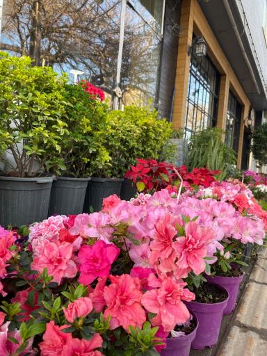 گلفروشی گل رز