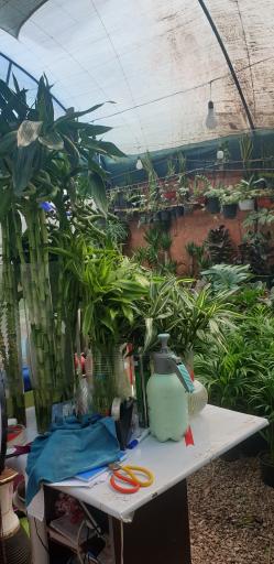 عکس گل و گیاه ناربن