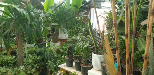 عکس گل و گیاه ناربن