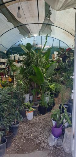 عکس گل و گیاه ناربن