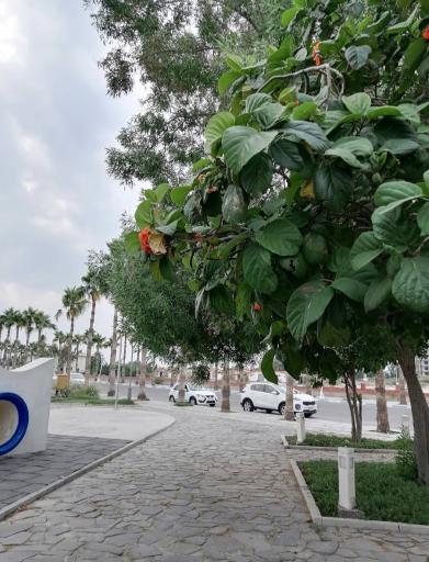 پارک ساحلی سیمرغ