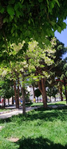 عکس بوستان ملت