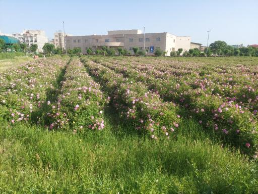 عکس مجتمع گلابگیری توریستی گلدونه