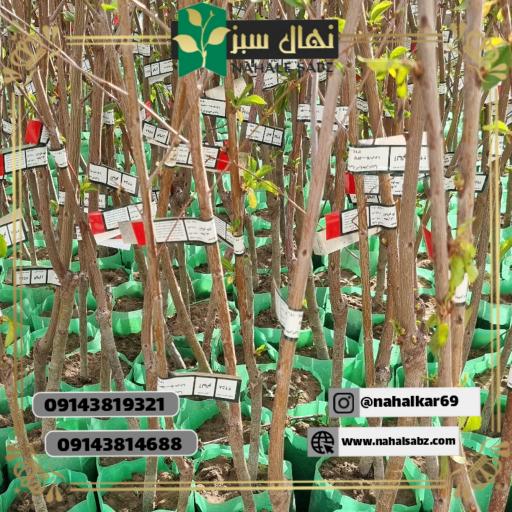 نهالستان طبیعت سبز
