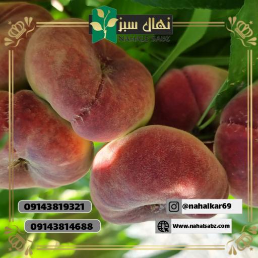 عکس نهالستان طبیعت سبز