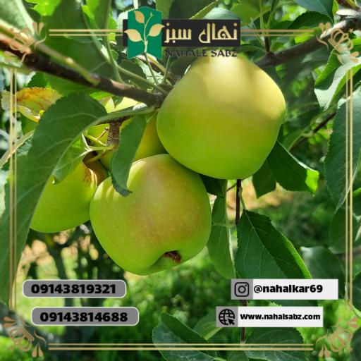 عکس نهالستان طبیعت سبز