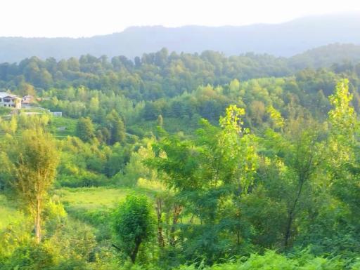 عکس کیش رودبار