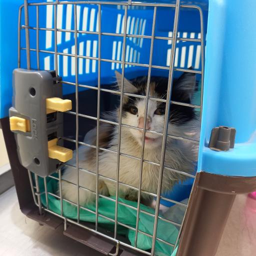 عکس کلینیک دامپزشکی دیلی پت 