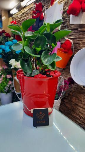 عکس گل هانیس