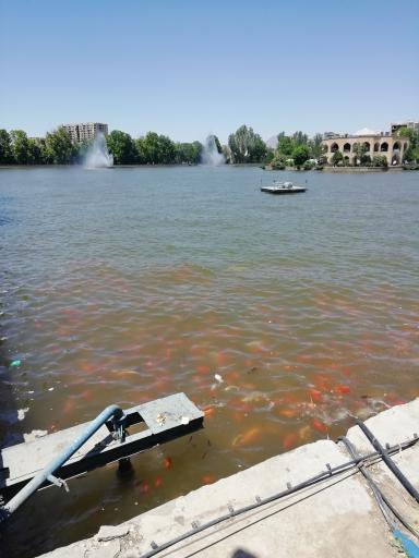 عکس محل تجمع ماهی های قرمز