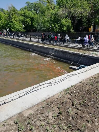 عکس محل تجمع ماهی های قرمز