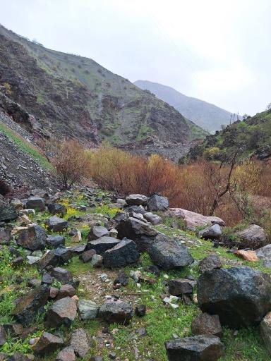 عکس شفت