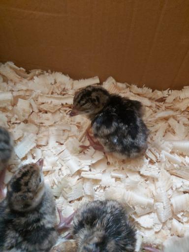 عکس مزرعه وانیا