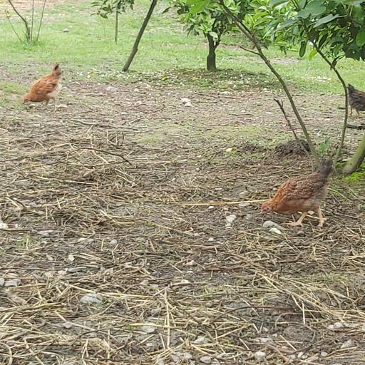 عکس مزرعه وانیا