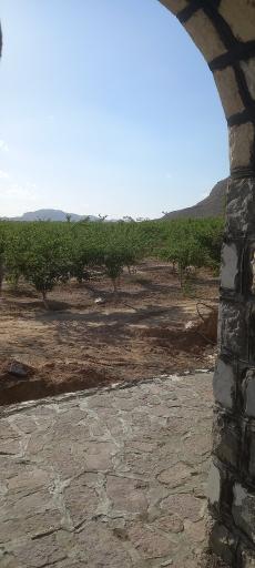 عکس توتستان بزرگ علویجه