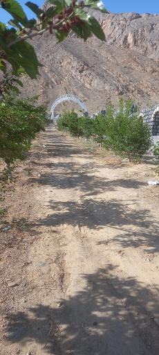 عکس توتستان بزرگ علویجه