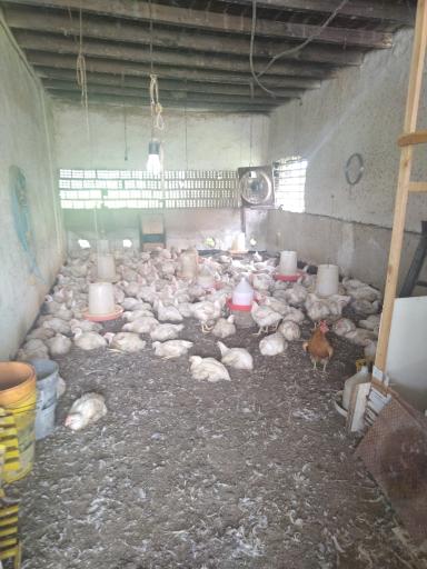 عکس مرغ موسوی