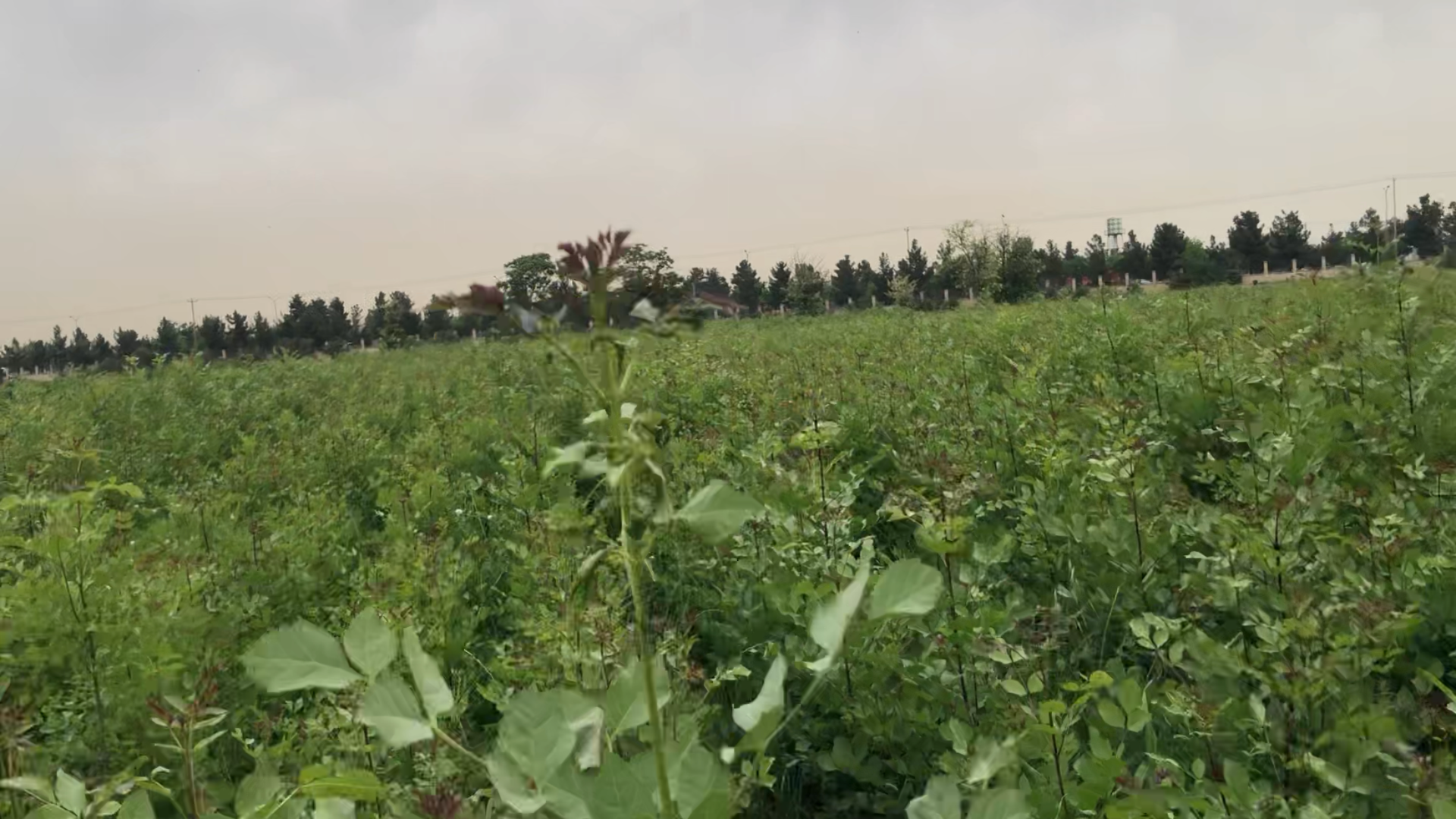 عکس ورودی نهالستان طرق مشهد